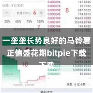 一垄垄长势良好的马铃薯正值盛花期bitpie下载